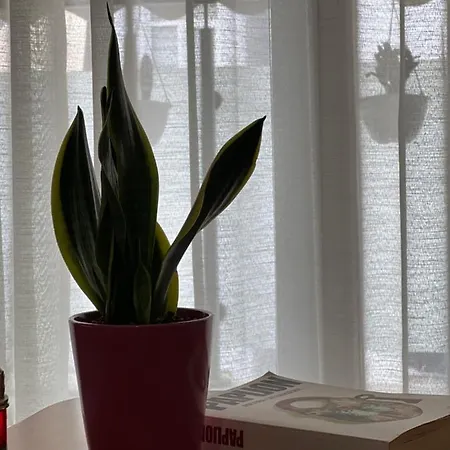 Apartmán Olive Tirana