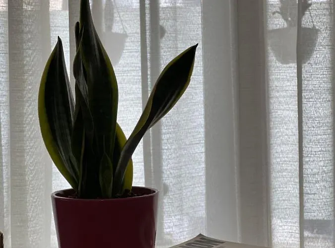 Apartment Olive Tirana